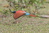 Northern Carmine Bee-eater, Lake Langano, Ethiopia, January 2016 - click for larger image