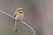 Little Bee-eater, Tono Dam, Ghana, June 2011 - click for larger image