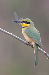 Little Bee-eater, Tono Dam, Ghana, June 2011 - click for larger image
