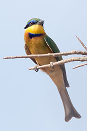 Little Bee-eater, Yabello, Ethiopia, January 2016 - click for larger image