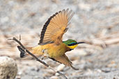 Little Bee-eater, Lake Shalla, Ethiopia, January 2016 - click for larger image