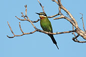 Olive Bee-eater, Mosa Park, Ifaty, Madagascar, November 2016 - click for larger image