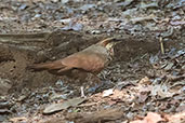 White-breasted Mesite, Ankarafantsika, Madagascar, November 2016 - click for larger image