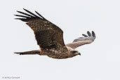 Black Kite, Tono Dam, Ghana, June 2011 - click for larger image