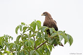 Black Kite, Tono Dam, Ghana, June 2011 - click for larger image