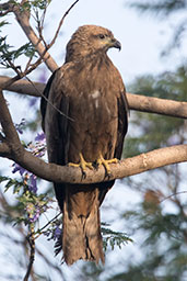 Black Kite, Lalibela, Ethiopia, January 2016 - click for larger image