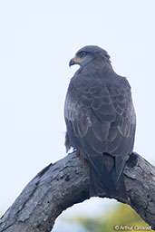 Black Kite, Berenty Reserve, Madagascar, November 2016 - click for larger image