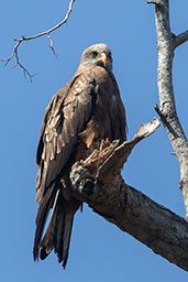 Black Kite, Berenty Reserve, Madagascar, November 2016 - click for larger image