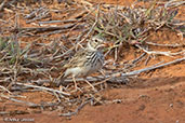 Madagascar Lark, La Tabla, Madagascar, November 2016 - click for larger image