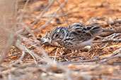 Madagascar Lark, La Tabla, Madagascar, November 2016 - click for larger image