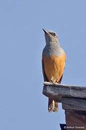 Forest Rock Thrush, Jardin du Roy, Madagascar, November 2016 - click for larger image