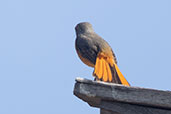 Forest Rock Thrush, Jardin du Roy, Madagascar, November 2016 - click for larger image