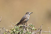 Rufous-tailed Rock Thrush, Melka Gebdu Track, Ethiopia, January 2016 - click for larger image