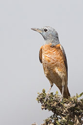 Rufous-tailed Rock Thrush, Bogol-Manyo Road, Ethiopia, January 2016 - click for larger image