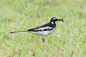African Pied Wagtail, Kakum, Ghana, May 2011 - click for larger image