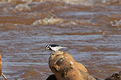 African Pied Wagtail, Yabello, Ethiopia, January 2016 - click for larger image