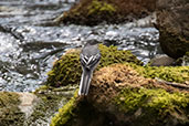 Mountain Wagtail, Sof Omar, Ethiopia, January 2016 - click for larger image