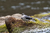 Mountain Wagtail, Sof Omar, Ethiopia, January 2016 - click for larger image