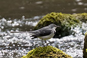 Mountain Wagtail, Sof Omar, Ethiopia, January 2016 - click for larger image