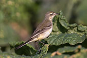 Western Yellow Wagtail, Lake Chelekchaka, Ethiopia, January 2016 - click for larger image