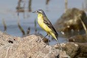 Western Yellow Wagtail, Lake Ziway, Ethiopia, January 2016 - click for larger image