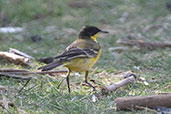 Western Yellow Wagtail, Lake Ziway, Ethiopia, January 2016 - click for larger image