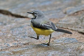 Madagascar Wagtail, Perinet (Analamazaotra), Madagascar, November 2016 - click for larger image