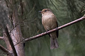 African Dusky Flycatcher, Addis Ababa, Ethiopia, January 2016 - click for larger image