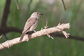 Swamp Flycatcher, Mole NP, Ghana, June 2011 - click for larger image