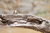 Swamp Flycatcher, Mole NP, Ghana, June 2011 - click for larger image