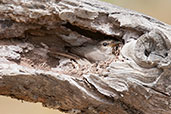 Swamp Flycatcher, Mole NP, Ghana, June 2011 - click for larger image