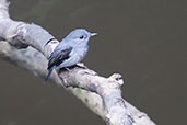 Cassin's Flycatcher, Ankasa, Ghana, May 2011 - click for larger image