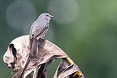 Dusky-blue Flycatcher, Atewa Forest, Ghana, June 2011 - click for larger image