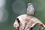 Dusky-blue Flycatcher, Atewa Forest, Ghana, June 2011 - click for larger image