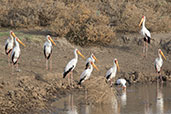 Yellow-billed Stork, Lake Abijatta, Ethiopia, January 2016 - click for larger image