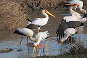 Yellow-billed Stork, Lake Abijatta, Ethiopia, January 2016 - click for larger image