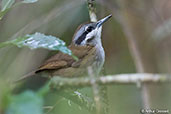 Crossley's Vanga, Perinet, Madagascar, November 2016 - click for larger image