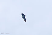 Cassin's Spinetailed Swift, Auntutu Forest, Ghana, May 2011 - click for larger image