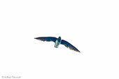 Cassin's Spinetailed Swift, Auntutu Forest, Ghana, May 2011 - click for larger image