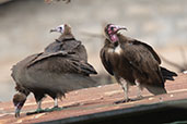 Hooded Vulture, Yabello, Ethiopia, January 2016 - click for larger image