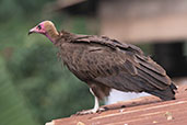 Hooded Vulture, Yabello, Ethiopia, January 2016 - click for larger image