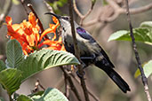 Tacazze Sunbird, Ghion Hotel, Addis Ababa, Ethiopia, January 2016 - click for larger image