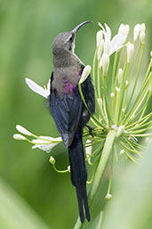 Tacazze Sunbird, Ghion Hotel, Addis Ababa, Ethiopia, January 2016 - click for larger image