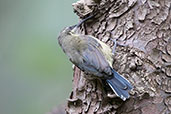 Tacazze Sunbird, Ghion Hotel, Addis Ababa, Ethiopia, January 2016 - click for larger image