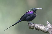 Tacazze Sunbird, Ghion Hotel, Addis Ababa, Ethiopia, January 2016 - click for larger image