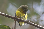 Yellow-bellied Sunbird-asity, Ranomafana, Madagascar, November 2016 - click for larger image