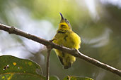 Yellow-bellied Sunbird-asity, Ranomafana, Madagascar, November 2016 - click for larger image