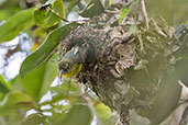 Yellow-bellied Sunbird-asity, Ranomafana, Madagascar, November 2016 - click for larger image