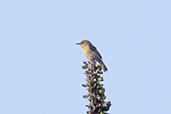 Subdesert Jery, Berenty Reserve, Madagascar, November 2016 - click for larger image