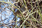 Subdesert Brush-warbler, Berenty Reserve, Madagascar, November 2016 - click for larger image